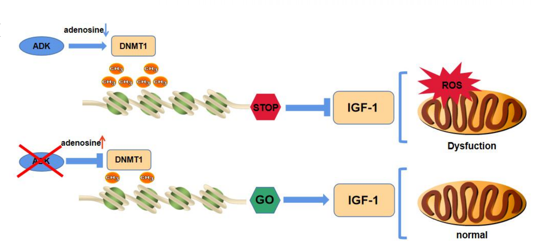真邁生物GenoLab M平臺助力復(fù)旦大學(xué)附屬中山醫(yī)院心肌缺血再灌注損傷研究 真邁生物GenoLab M平臺助力復(fù)旦大學(xué)附屬中山醫(yī)院心肌缺血再灌注損傷研究